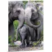 Ars Una: Serenity – Elefant A4 Sammelmappe mit Gummiband