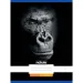 Geheftetes, liniertes Heft mit Gorilla-Muster, 80-32, A/4