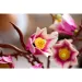 LEGO® Botanicals: Magnolienzweige (11510)