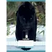 Nebulo: Geheftetes kariertes Heft mit schwarzem Panther-Muster 87-32 A/4