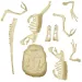 Science&amp;Play: Archeofun Leuchtender Velociraptor Ausgrabungsset - Clementoni